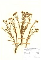 藏品(玉山飛蓬)的圖片